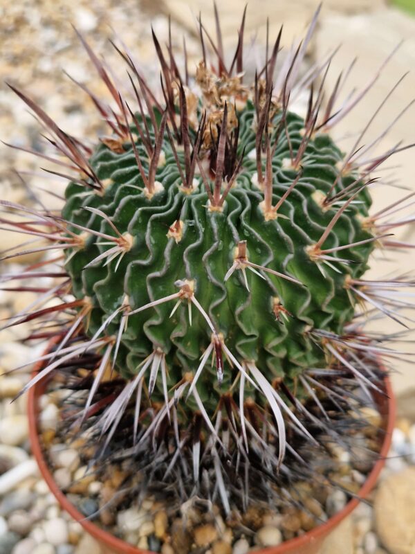 Echinofossulocactus sp