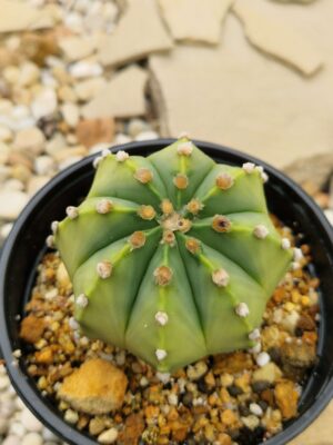 20260721_141432 Astrophytum hybrid