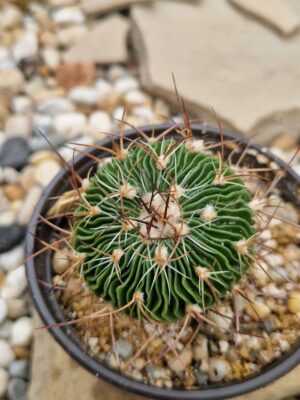 20260721_141442 Echinofossulocactus multicostatus
