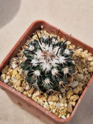 20260721_143441 Parodia subterranea