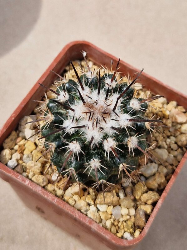 Parodia subterranea