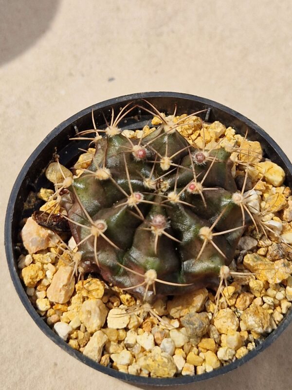Gymnocalycium anisitsii v evae