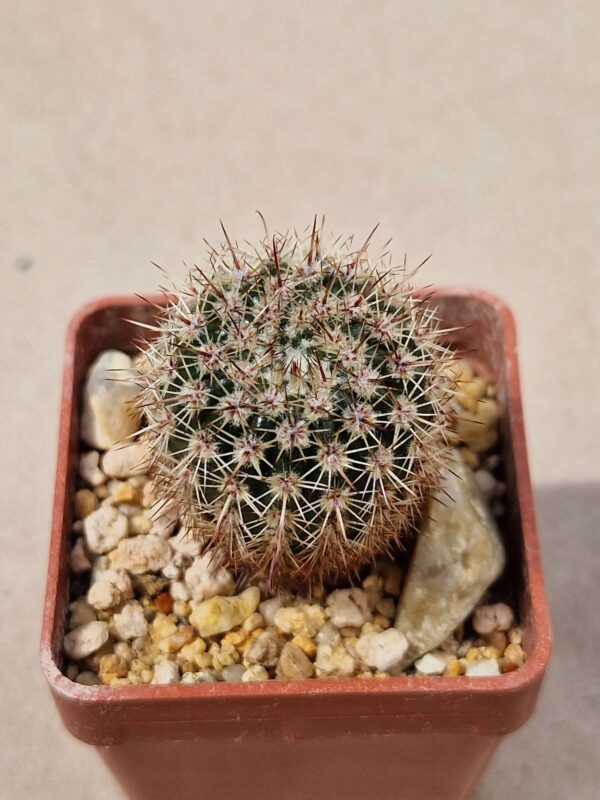 Notocactus muller-melchersii