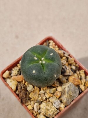 20260721_143630 Lophophora fricii