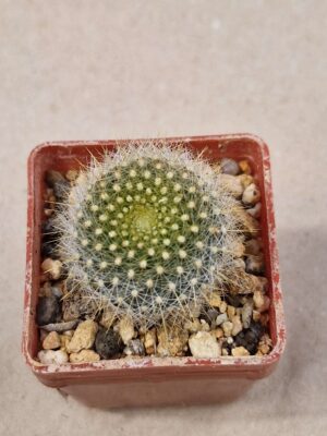 20260721_143712 Notocactus graesnerii