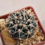 20260721_143738 Gymnocalycium schroederianum
