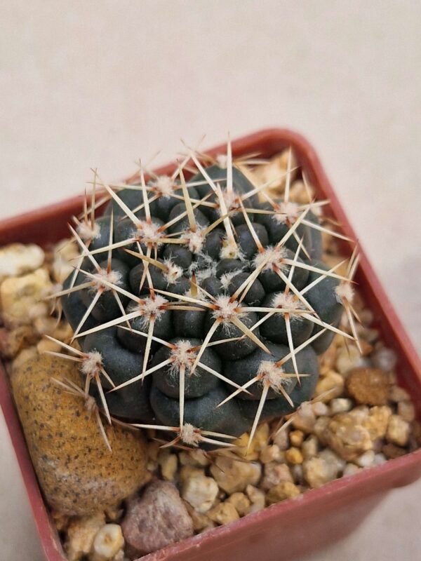 Gymnocalycium schroederianum