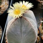 Astrophytum myriostigma v quadricostatum