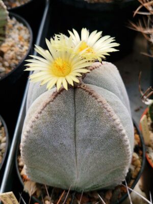 Astrophytum myriostigma v quadricostatum