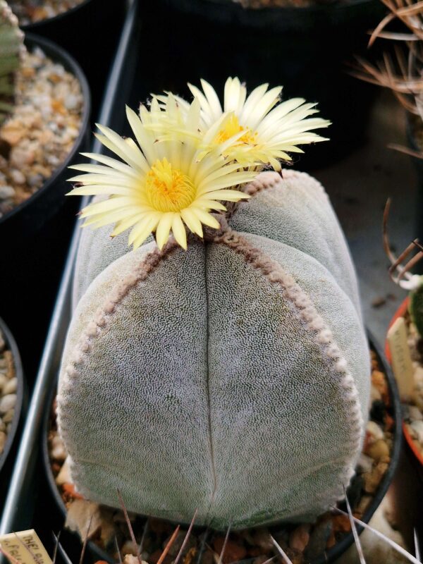 Astrophytum myriostigma v quadricostatum