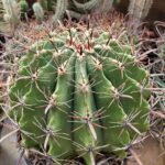 20260721_151930 Ferocactus sp