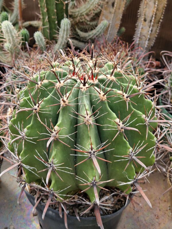 Ferocactus sp