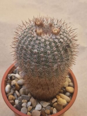 20260722_151324 Notocactus scopa v marayesensis
