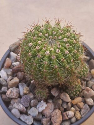 20260722_151351 Notocactus muricatus