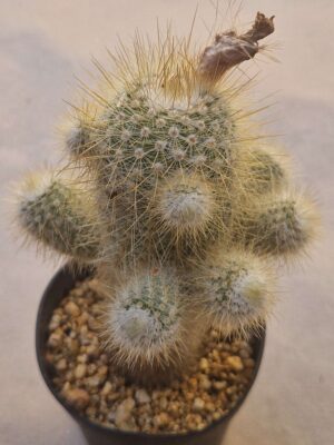 20260722_151414 Notocactus neobueneckerii