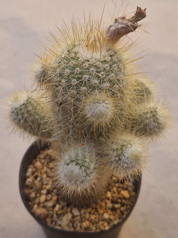 Notocactus neobueneckerii