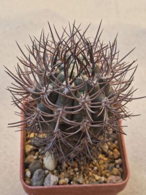 20260722_151433 Pyrrhocactus marayesensis