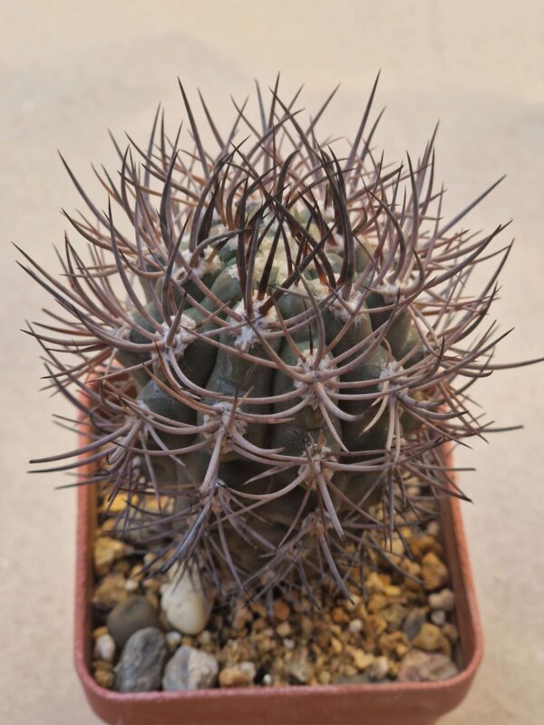 Pyrrhocactus marayesensis