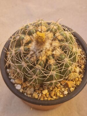20260722_153022 Notocactus uebelmannianus