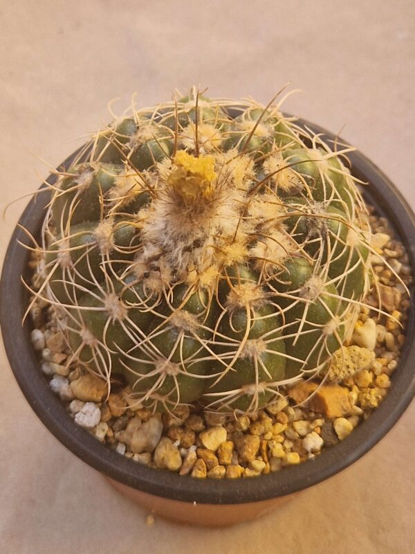 Notocactus uebelmannianus