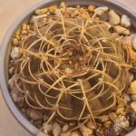 20260722_153033 Gymnocalycium kozelskyanum