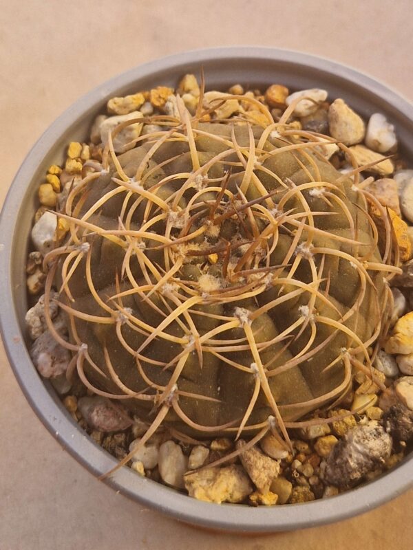 Gymnocalycium kozelskyanum