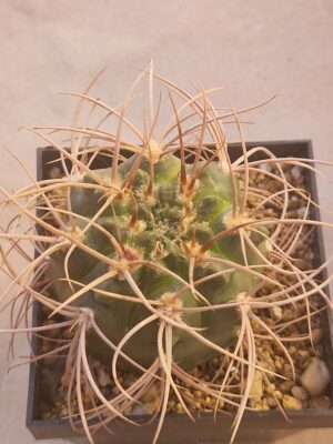20260722_153043 Gymnocalycium sp VS 36