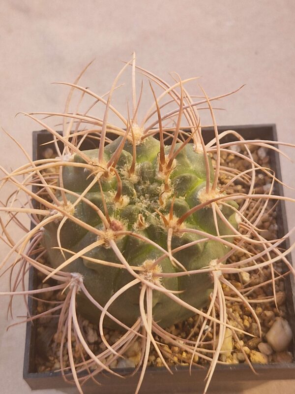 Gymnocalycium sp VS 36