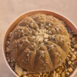 20260722_154055 Gymnocalycium basiatrum