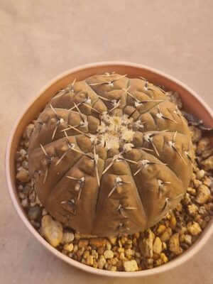 20260722_154055 Gymnocalycium basiatrum