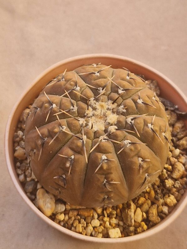 Gymnocalycium basiatrum