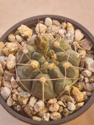 Gymnocalycium prochazkianum