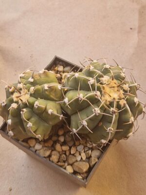 20260722_154658 Gymnocalycium vatteri
