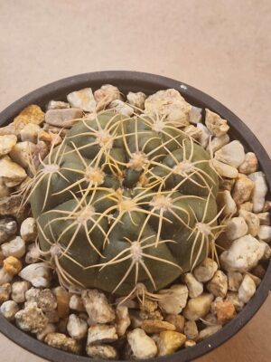 20260722_154728 Gymnocalycium denudatum