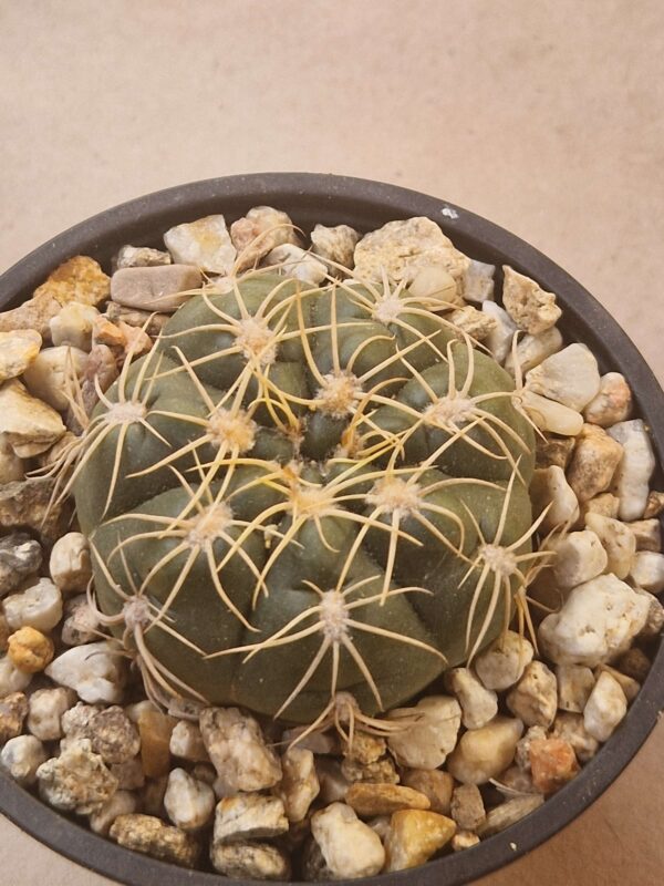 Gymnocalycium denudatum