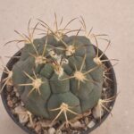 20260722_155754 Gymnocalycium comarapense