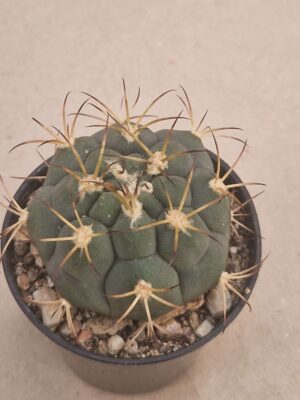 20260722_155754 Gymnocalycium comarapense