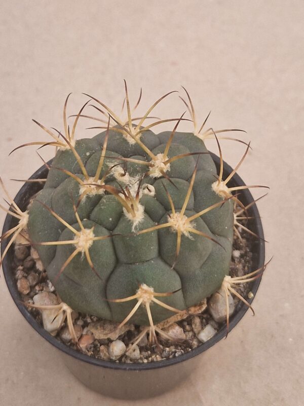 Gymnocalycium comarapense