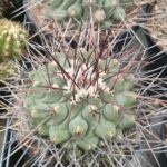 20260723_165806 Thelocactus lophothele
