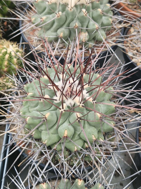 Thelocactus lophothele