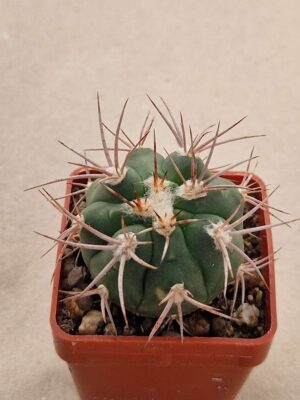 Gymnocalycium castellanosii