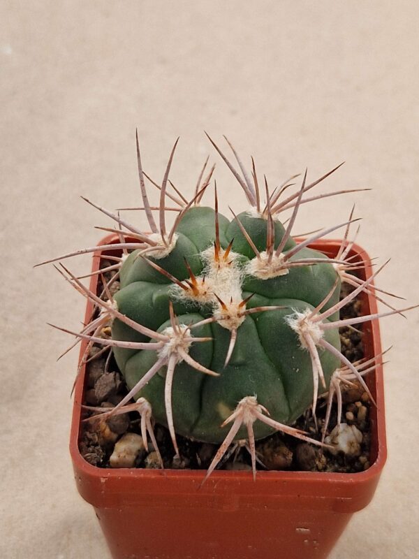 Gymnocalycium castellanosii