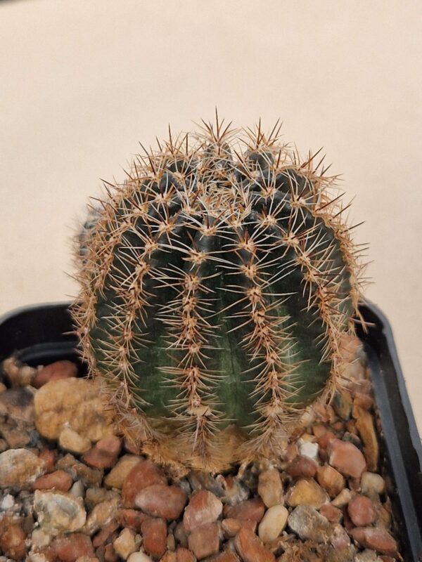 Echinopsis hybr Oskar Smrž