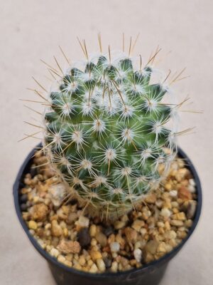 20260724_102613 Mammillaria fauxiana