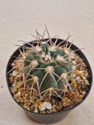20260724_102630 Gymnocalycium spegazzinii