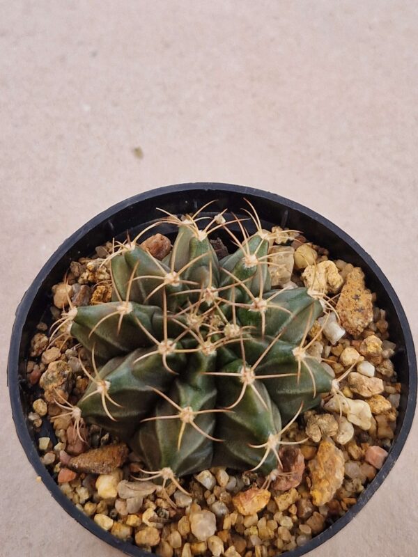 Gymnocalycium mihanovichii