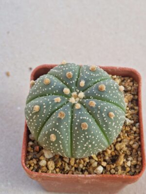 Astrophytum hybrid