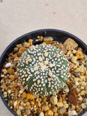 Astrophytum supercabuto
