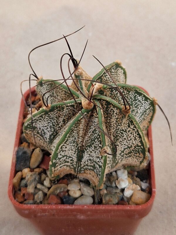 Astrophytum capricorne v minor