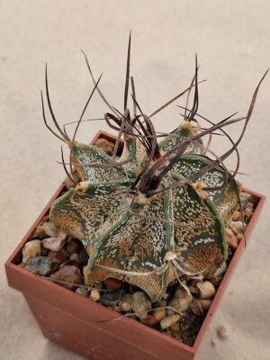 20260726_085441 Astrophytum capricorne